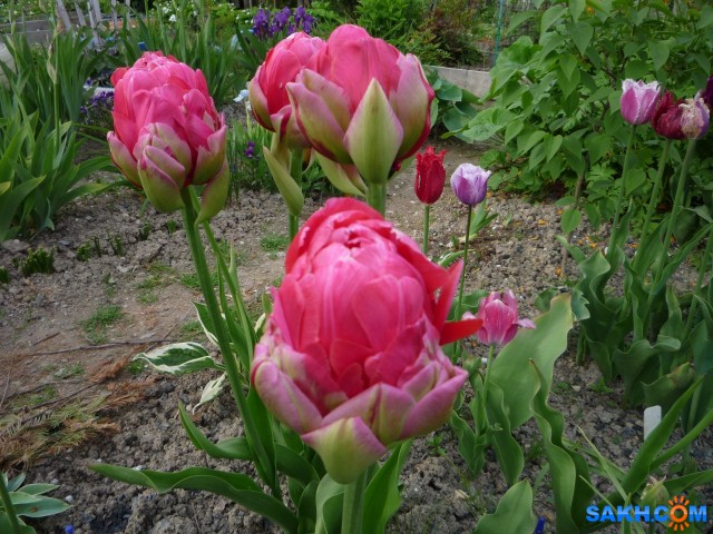 Фото к982