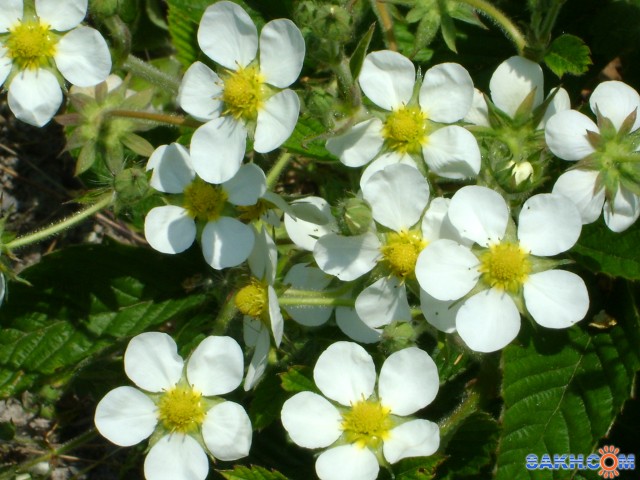 Фото Противный