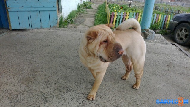 Фото сарайчик