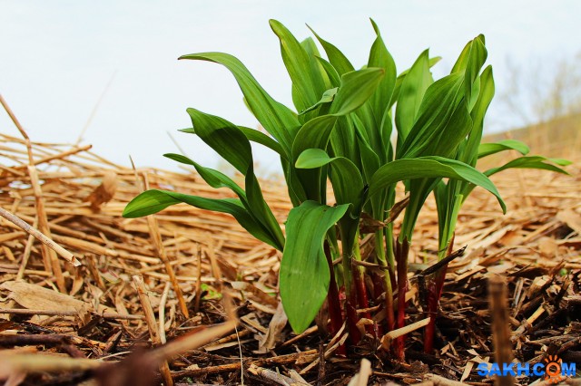 Фото 7388PetVladVik