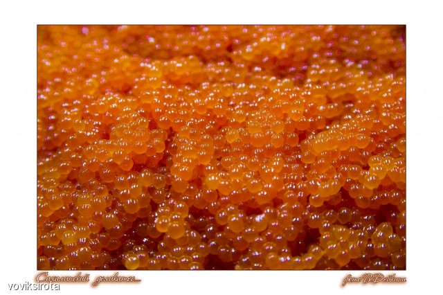 Фото voviksirota