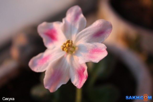 Фото Сикука