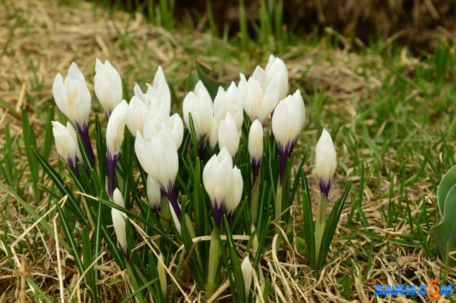 Фото EA_sakh