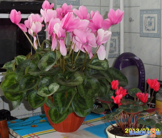 Фото ANNA-WILLIAMS