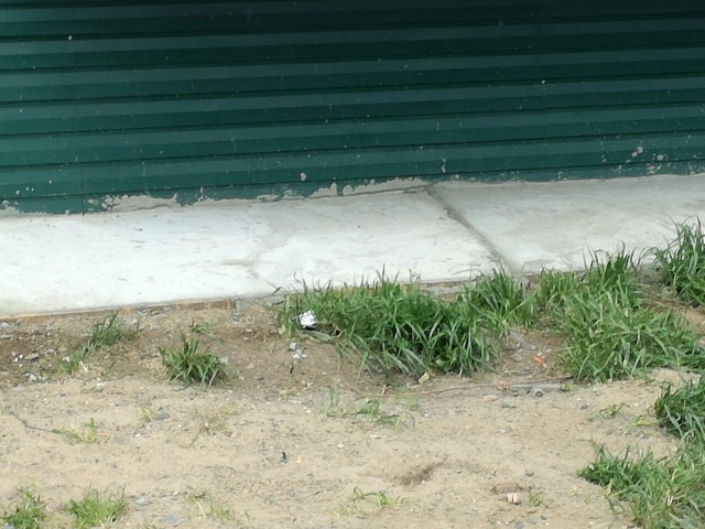 Фото Серый_Беркут