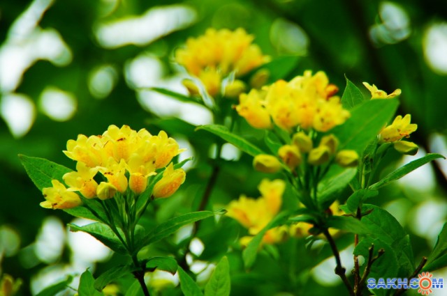 Фото voviksirota