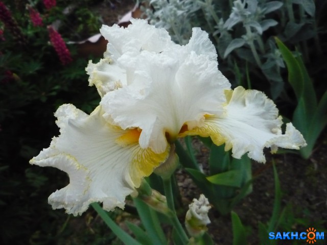 Фото к982
