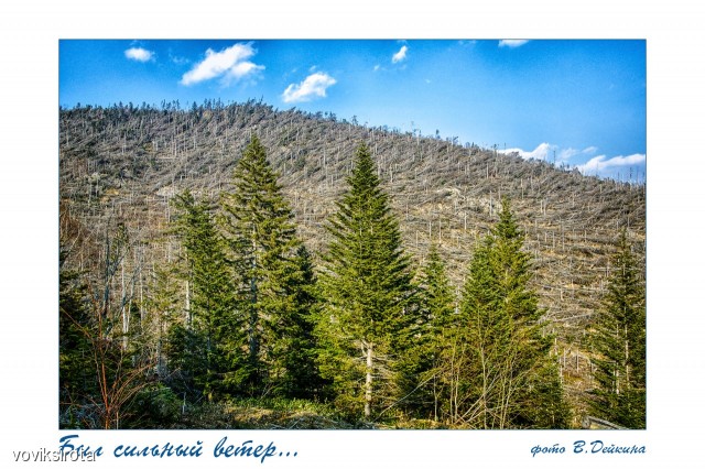 Фото voviksirota