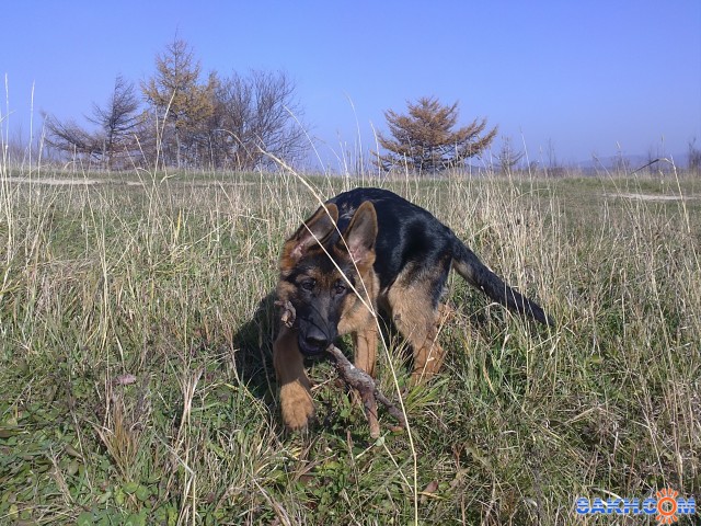 Фото хаНА_Котёнку