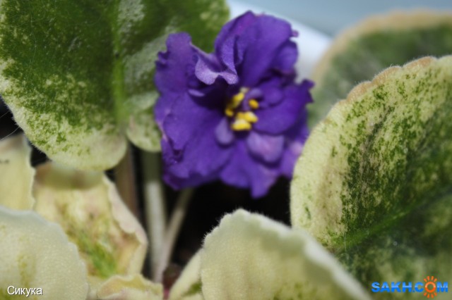 Фото Сикука