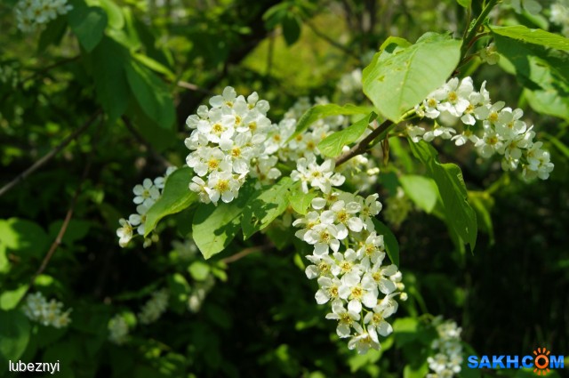 Фото lubeznyi