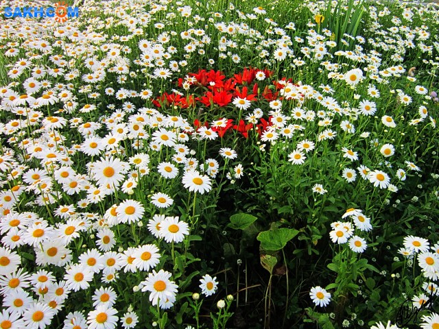 Фото alexei1903