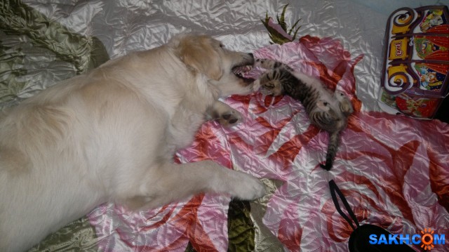 Фото goldenretriver