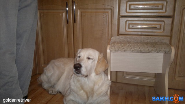 Фото goldenretriver