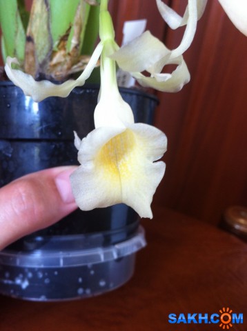 Фото Инкогнето