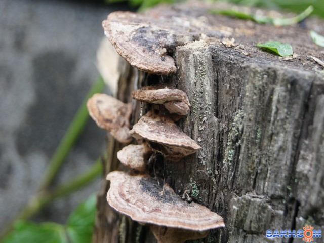 Фото Bendar