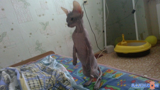 Фото левонтий01