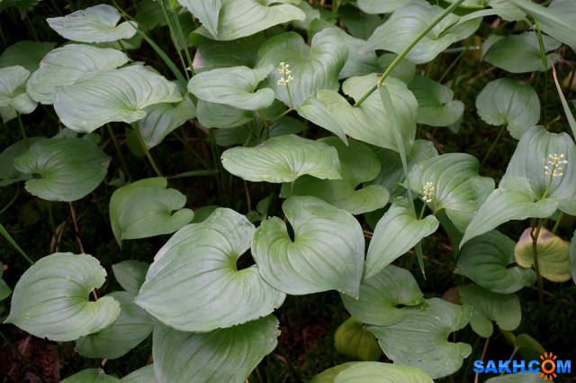 Фото vikirin