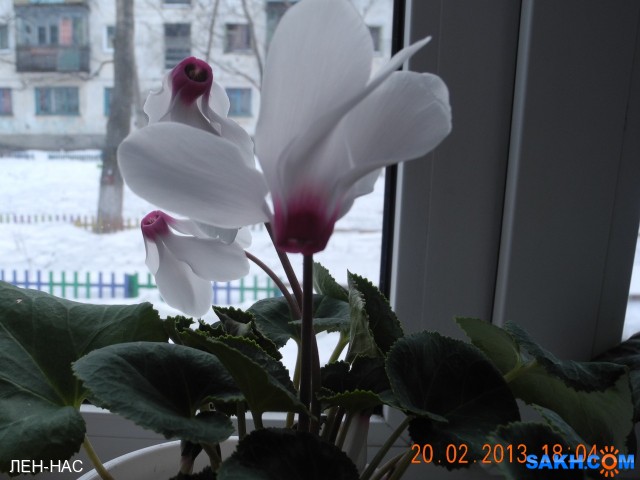 Фото ЛЕН-НАС