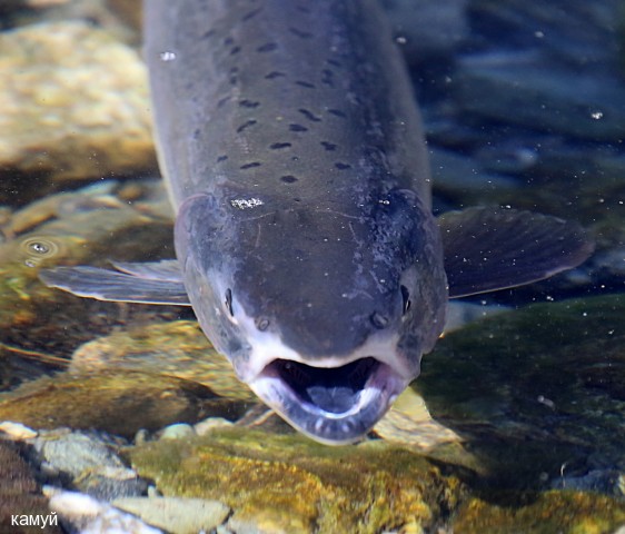 Фото камуй