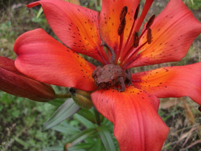 Фото bratuha