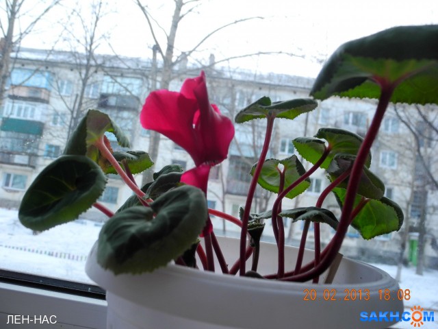 Фото ЛЕН-НАС