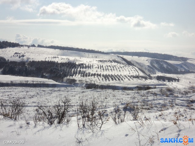 Фото самсонов