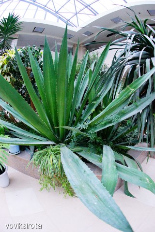 Фото voviksirota