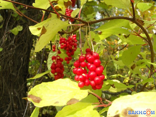 Фото санита