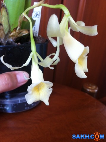 Фото Инкогнето