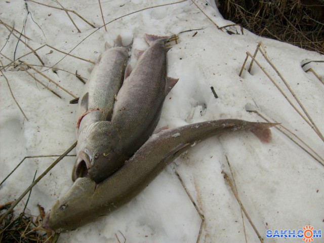 Фото valentina30