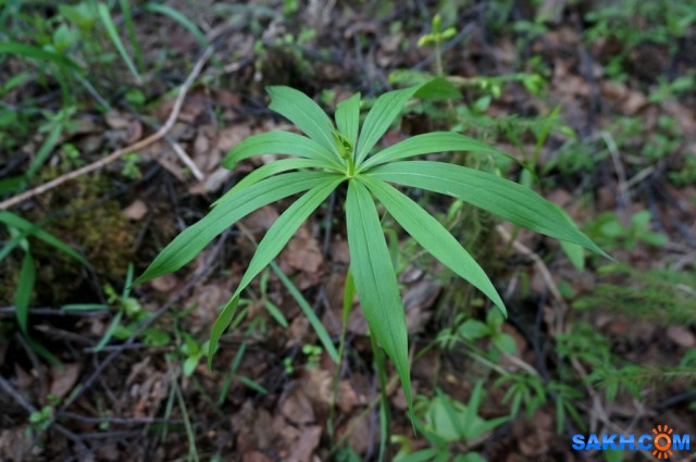 Фото vikirin
