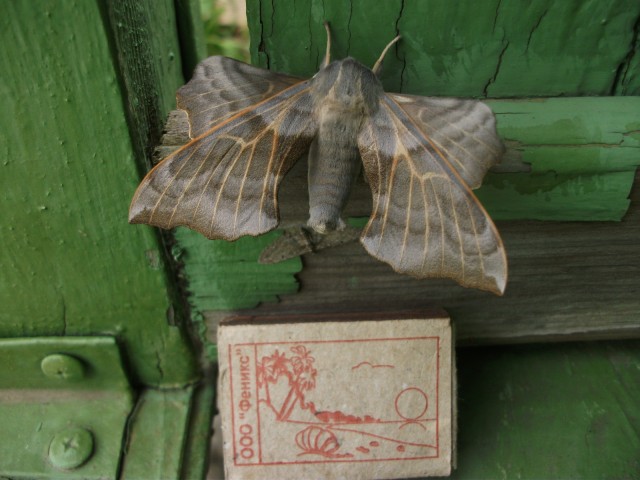 Фото bratuha