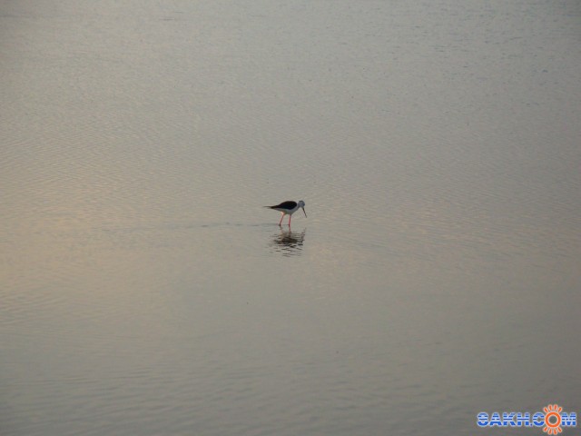 Фото nosferatu_v