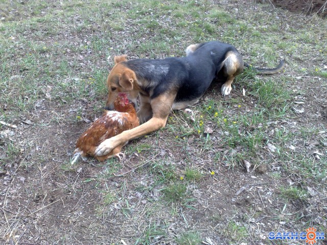 Фото А-ГЕНА-